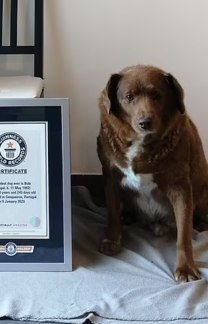 Livro dos recordes reconhece cão como o mais velho do mundo (Reprodução/Daily Mail)